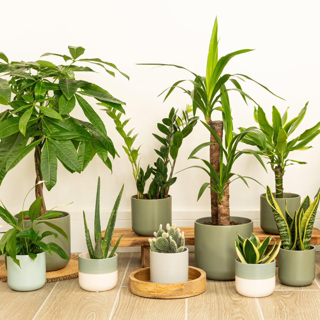 Home Plants